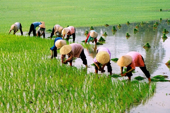 chapeau conique Vietnam paysannes